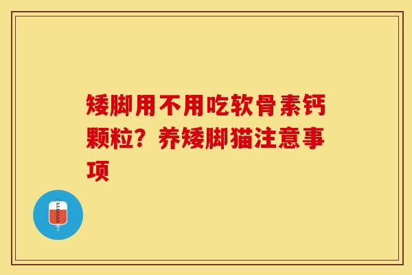 矮脚用不用吃软骨素钙颗粒？养矮脚猫注意事项-第1张图片-关节保镖
