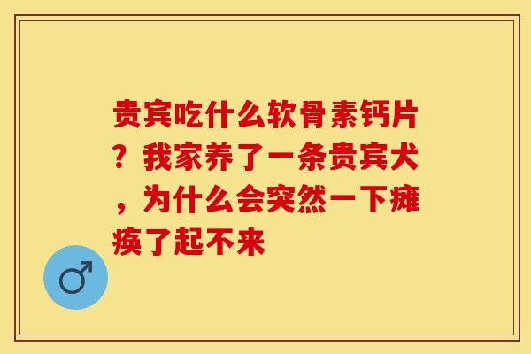 贵宾吃什么软骨素钙片？我家养了一条贵宾犬，为什么会突然一下瘫痪了起不来-第1张图片-关节保镖