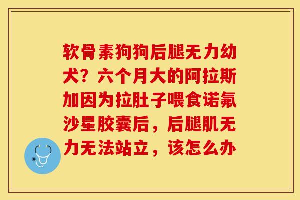 软骨素狗狗后腿无力幼犬？六个月大的阿拉斯加因为拉肚子喂食诺氟沙星胶囊后，后腿肌无力无法站立，该怎么办-第1张图片-关节保镖