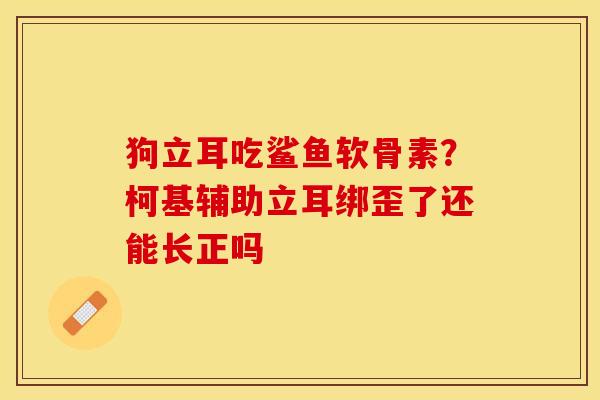 狗立耳吃鲨鱼软骨素？柯基辅助立耳绑歪了还能长正吗-第1张图片-关节保镖