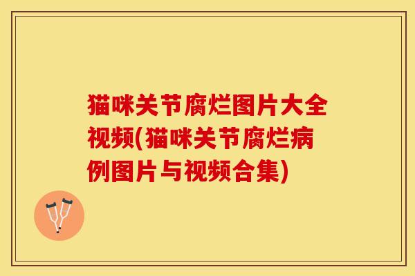 猫咪关节腐烂图片大全视频(猫咪关节腐烂病例图片与视频合集)-第1张图片-关节保镖