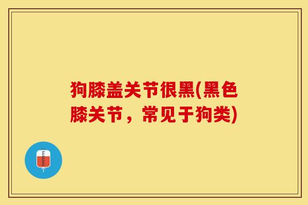 狗膝盖关节很黑(黑色膝关节，常见于狗类)-第1张图片-关节保镖