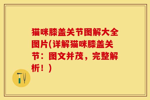 猫咪膝盖关节图解大全图片(详解猫咪膝盖关节：图文并茂，完整解析！)-第1张图片-关节保镖