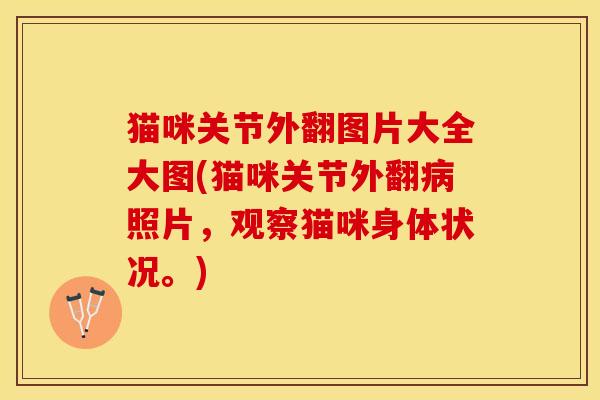 猫咪关节外翻图片大全大图(猫咪关节外翻病照片，观察猫咪身体状况。)-第1张图片-关节保镖