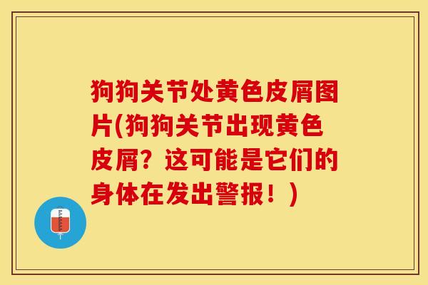 狗狗关节处黄色皮屑图片(狗狗关节出现黄色皮屑？这可能是它们的身体在发出警报！)-第1张图片-关节保镖
