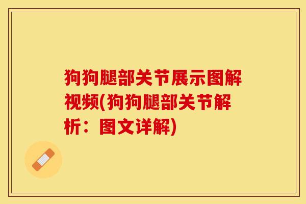 狗狗腿部关节展示图解视频(狗狗腿部关节解析：图文详解)-第1张图片-关节保镖