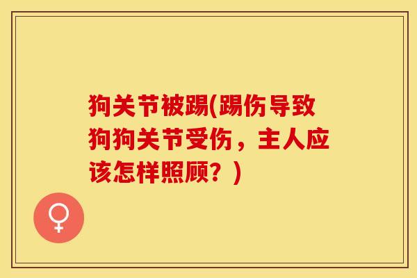 狗关节被踢(踢伤导致狗狗关节受伤，主人应该怎样照顾？)-第1张图片-关节保镖