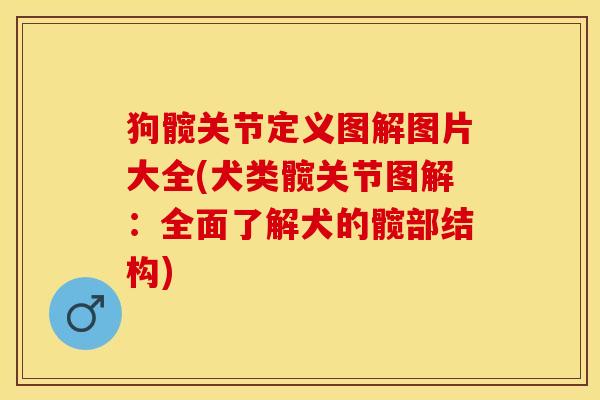 狗髋关节定义图解图片大全(犬类髋关节图解：全面了解犬的髋部结构)-第1张图片-关节保镖