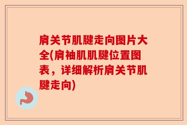 肩关节肌腱走向图片大全(肩袖肌肌腱位置图表，详细解析肩关节肌腱走向)-第1张图片-关节保镖