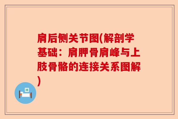 肩后侧关节图(解剖学基础：肩胛骨肩峰与上肢骨骼的连接关系图解)-第1张图片-关节保镖