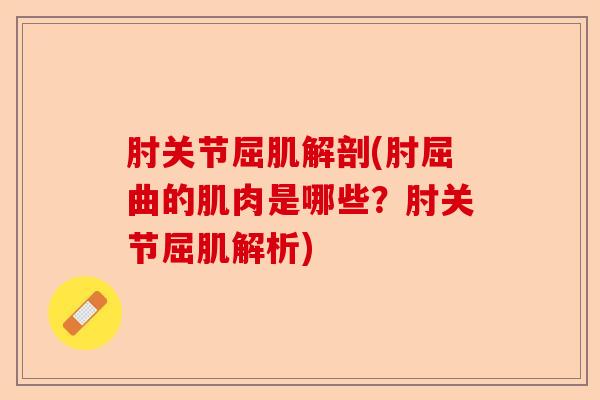 肘关节屈肌解剖(肘屈曲的肌肉是哪些？肘关节屈肌解析)-第1张图片-关节保镖