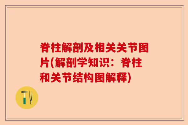 脊柱解剖及相关关节图片(解剖学知识：脊柱和关节结构图解释)-第1张图片-关节保镖