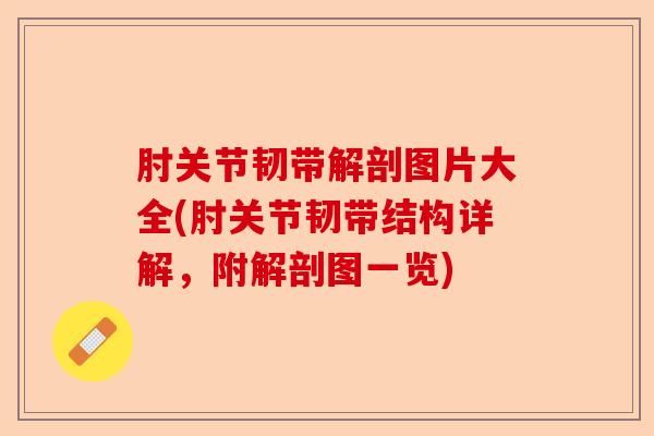 肘关节韧带解剖图片大全(肘关节韧带结构详解，附解剖图一览)-第1张图片-关节保镖