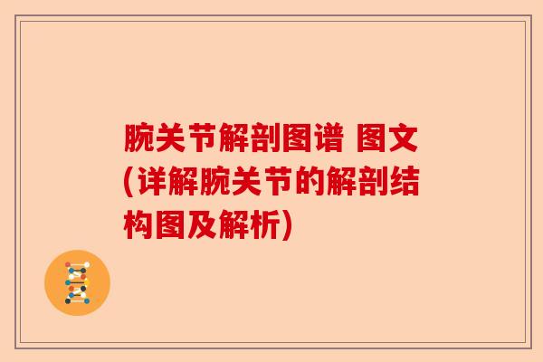 腕关节解剖图谱 图文(详解腕关节的解剖结构图及解析)-第1张图片-关节保镖