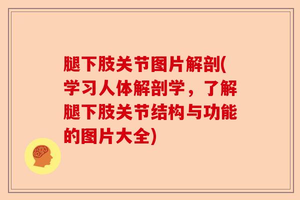 腿下肢关节图片解剖(学习人体解剖学，了解腿下肢关节结构与功能的图片大全)-第1张图片-关节保镖