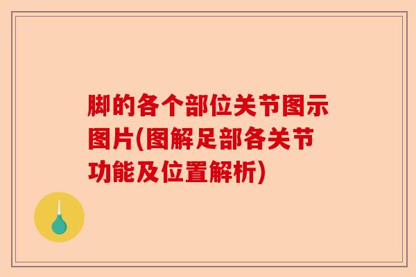 脚的各个部位关节图示图片(图解足部各关节功能及位置解析)-第1张图片-关节保镖