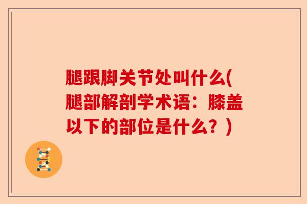 腿跟脚关节处叫什么(腿部解剖学术语：膝盖以下的部位是什么？)-第1张图片-关节保镖