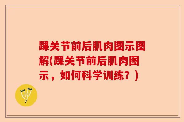 踝关节前后肌肉图示图解(踝关节前后肌肉图示，如何科学训练？)