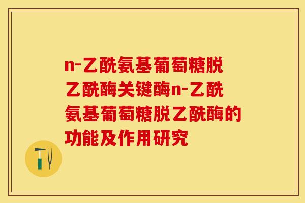 n-乙酰氨基葡萄糖脱乙酰酶关键酶n-乙酰氨基葡萄糖脱乙酰酶的功能及作用研究