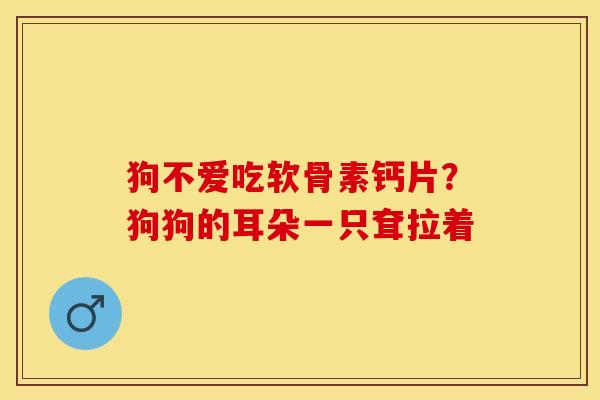 狗不爱吃软骨素钙片？狗狗的耳朵一只耷拉着