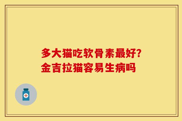 多大猫吃软骨素最好？金吉拉猫容易生病吗