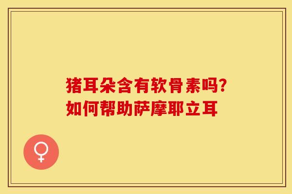 猪耳朵含有软骨素吗？如何帮助萨摩耶立耳