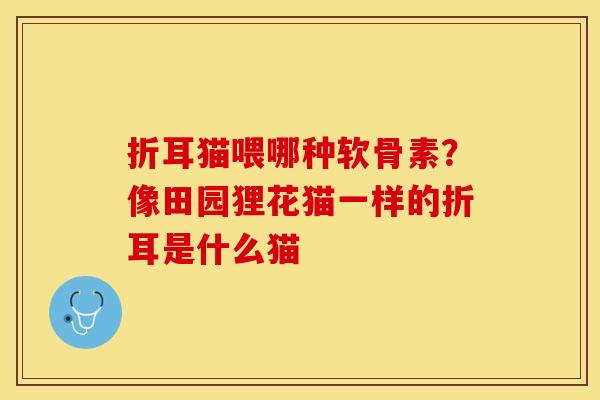 折耳猫喂哪种软骨素？像田园狸花猫一样的折耳是什么猫