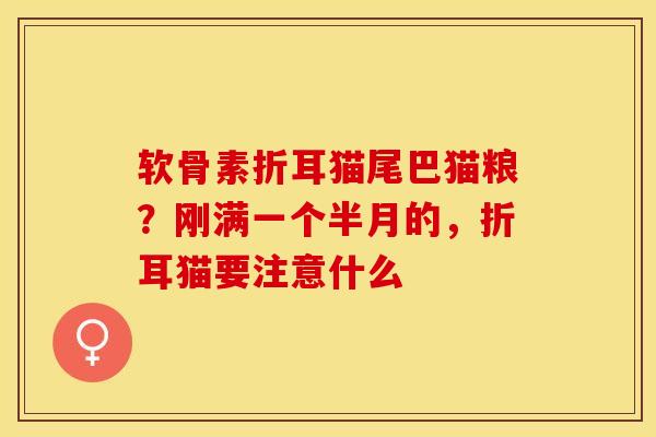 软骨素折耳猫尾巴猫粮？刚满一个半月的，折耳猫要注意什么