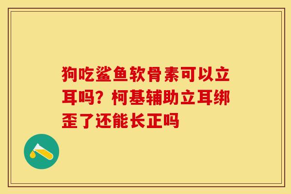 狗吃鲨鱼软骨素可以立耳吗？柯基辅助立耳绑歪了还能长正吗