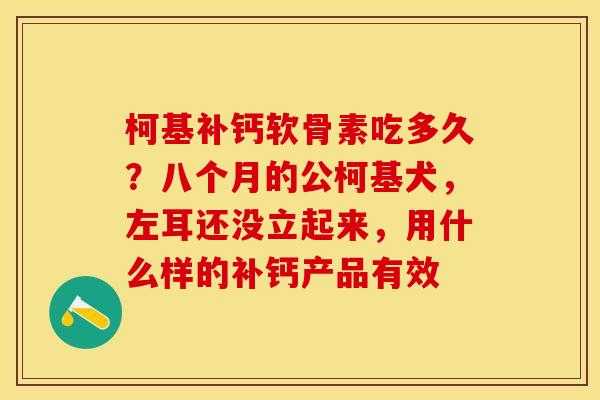 柯基补钙软骨素吃多久？八个月的公柯基犬，左耳还没立起来，用什么样的补钙产品有效