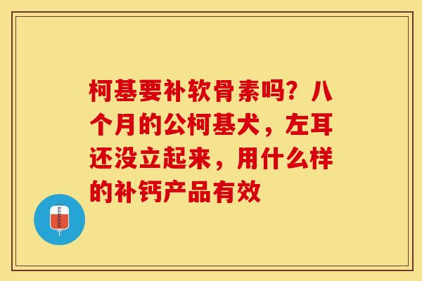 柯基要补软骨素吗？八个月的公柯基犬，左耳还没立起来，用什么样的补钙产品有效