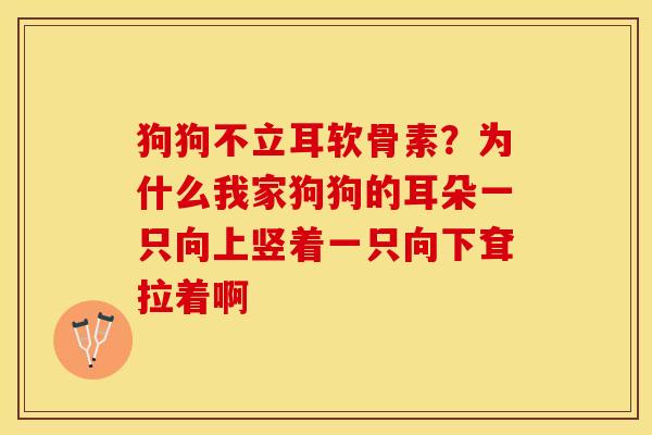 狗狗不立耳软骨素？为什么我家狗狗的耳朵一只向上竖着一只向下耷拉着啊