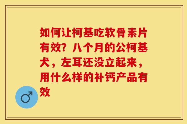 如何让柯基吃软骨素片有效？八个月的公柯基犬，左耳还没立起来，用什么样的补钙产品有效