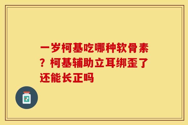 一岁柯基吃哪种软骨素？柯基辅助立耳绑歪了还能长正吗