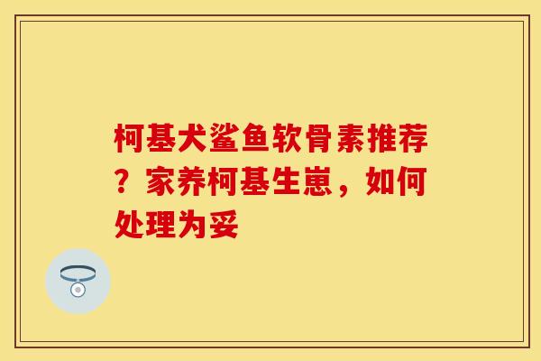 柯基犬鲨鱼软骨素推荐？家养柯基生崽，如何处理为妥