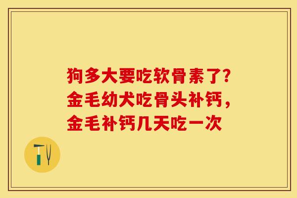 狗多大要吃软骨素了？金毛幼犬吃骨头补钙，金毛补钙几天吃一次