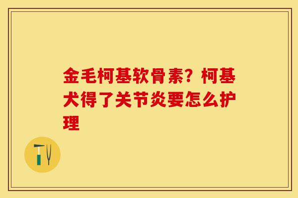 金毛柯基软骨素？柯基犬得了关节炎要怎么护理