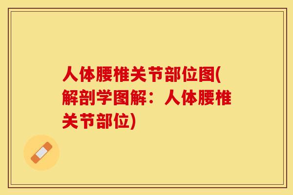 人体腰椎关节部位图(解剖学图解：人体腰椎关节部位)