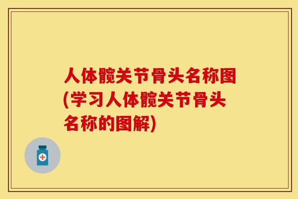 人体髋关节骨头名称图(学习人体髋关节骨头名称的图解)