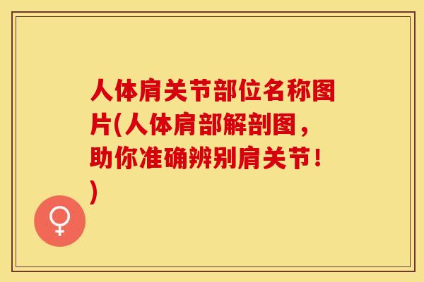 人体肩关节部位名称图片(人体肩部解剖图，助你准确辨别肩关节！)