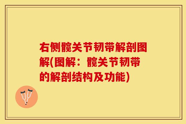 右侧髋关节韧带解剖图解(图解：髋关节韧带的解剖结构及功能)