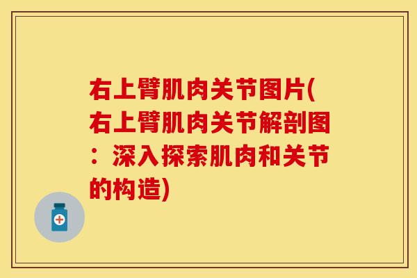 右上臂肌肉关节图片(右上臂肌肉关节解剖图：深入探索肌肉和关节的构造)