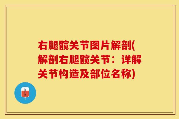 右腿髋关节图片解剖(解剖右腿髋关节：详解关节构造及部位名称)