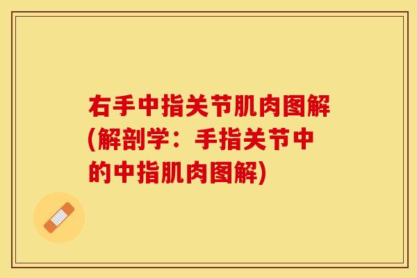 右手中指关节肌肉图解(解剖学：手指关节中的中指肌肉图解)