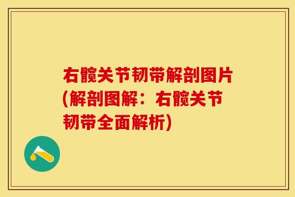 右髋关节韧带解剖图片(解剖图解：右髋关节韧带全面解析)