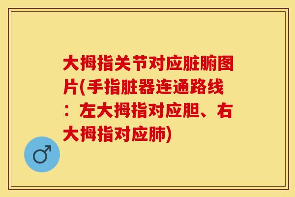 大拇指关节对应脏腑图片(手指脏器连通路线：左大拇指对应胆、右大拇指对应肺)