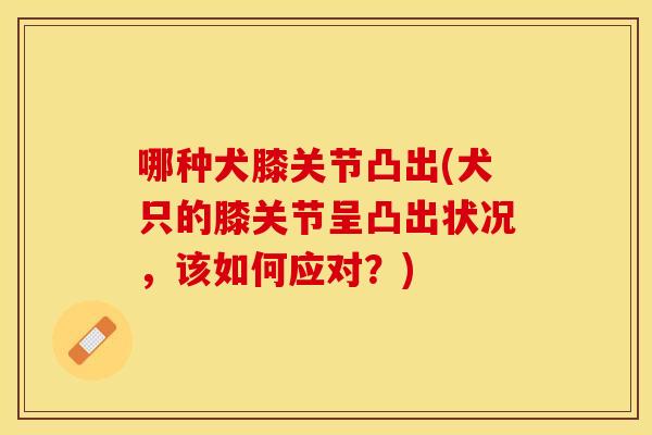 哪种犬膝关节凸出(犬只的膝关节呈凸出状况，该如何应对？)