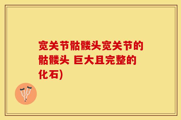 宽关节骷髅头宽关节的骷髅头 巨大且完整的化石)