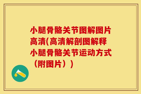 小腿骨骼关节图解图片高清(高清解剖图解释小腿骨骼关节运动方式（附图片）)