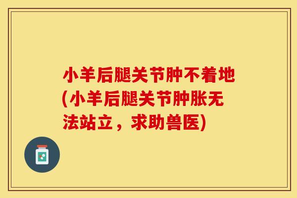 小羊后腿关节肿不着地(小羊后腿关节肿胀无法站立，求助兽医)